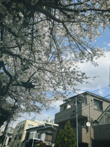 満開の桜と都会の風景