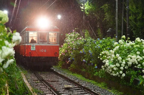 雨音と紫陽花の汽車旅