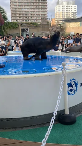 海獣と観客の視線