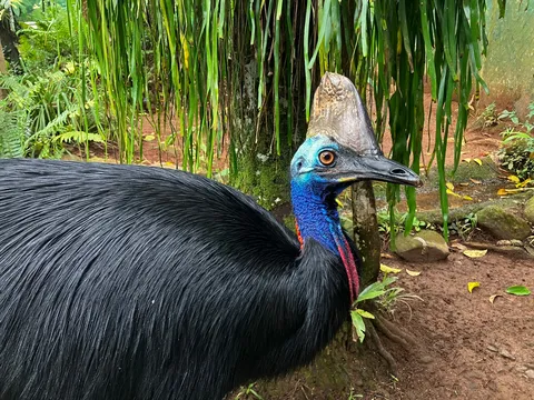 鮮やかな首元、悠然たる巨鳥