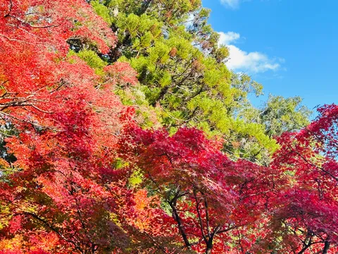 燃えるような紅葉と空