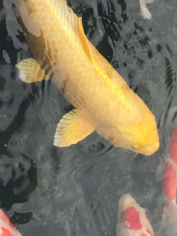 静寂の金魚、水底の影