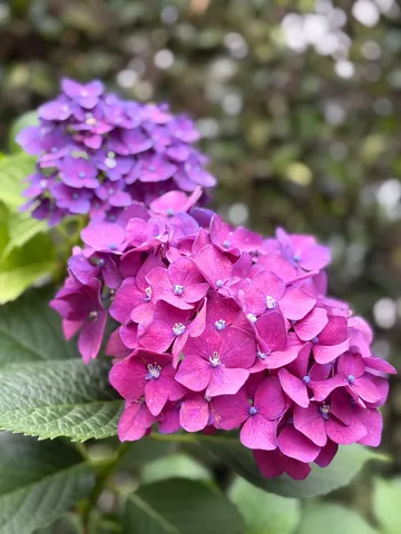 主役争いの紫陽花デュオ