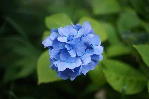 雨粒を宿した青い紫陽花