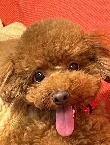 ベロ出しテディベア？