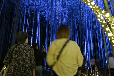 夜の竹林、青の囁き