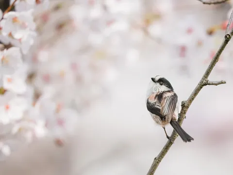 春告鳥、枝に佇む
