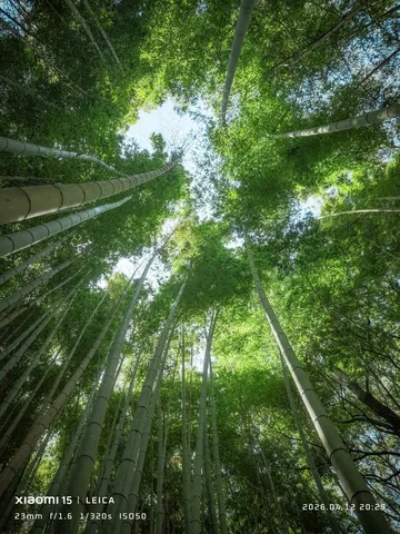 竹林の光を見上げる瞬間
