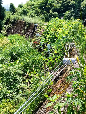緑に埋もれる法面、ワイヤーの存在感