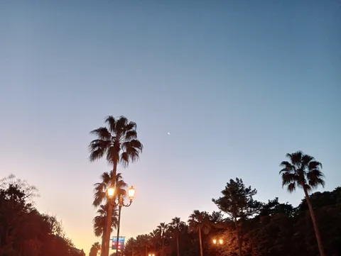 ヤシの木と空と街灯のコントラスト