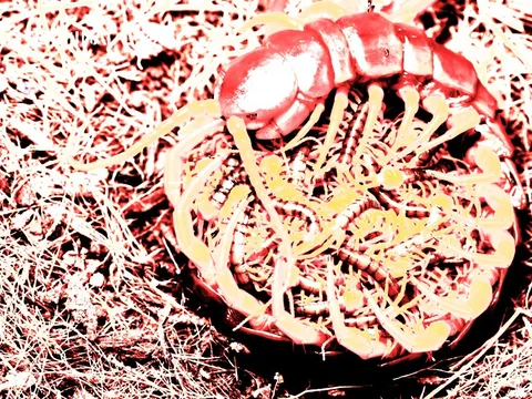 深紅の百足、その存在感