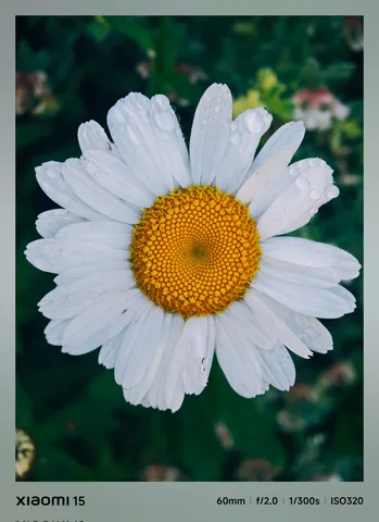 朝露をまとった白い花