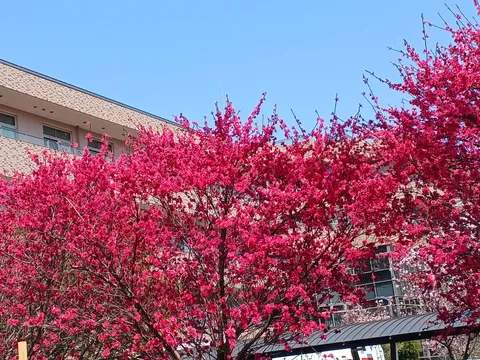 春色のシンフォニー
