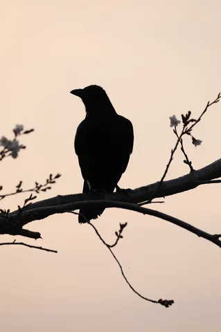 春を待つカラスのシルエット