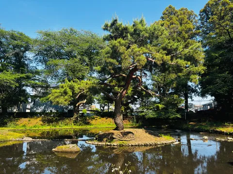 池の主役は、この盆栽みたいな松