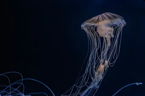 深海から誘う、クラゲの幻想的な舞