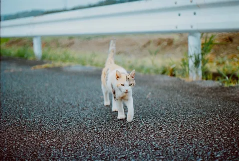 猫、歩く、道。
