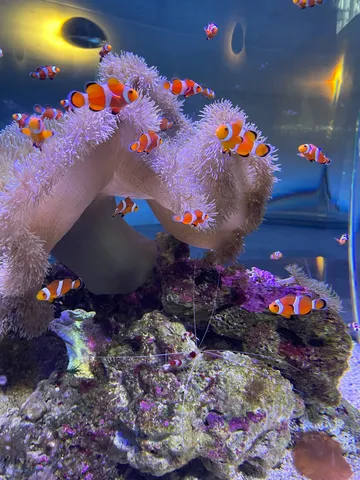 カラフル波間の小宇宙