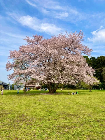 桜咲く広場で過ごす午後
