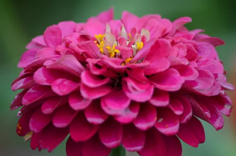 深いピンクの花びら球