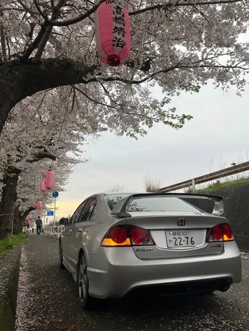 春爛漫、愛車と桜の道