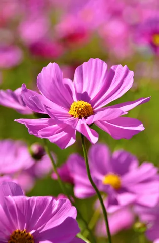 風に揺れるピンクの花
