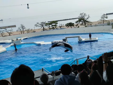 飛ぶ魚