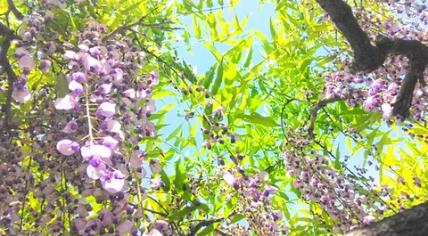 垂れ桜と青空のコントラスト