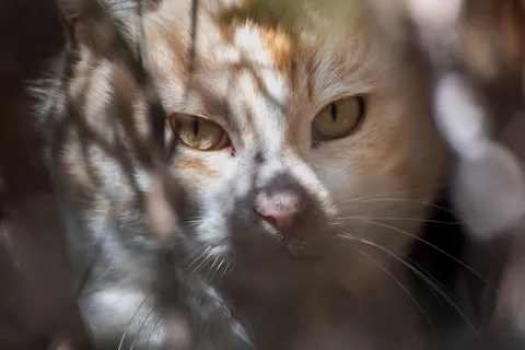 草陰からのぞく、鋭い観察眼
