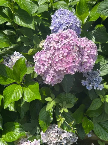 紫陽花