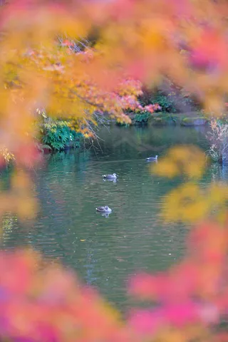 紅葉の池に浮かぶ静寂