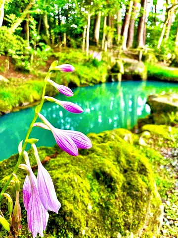 青い水辺に咲く可憐な花