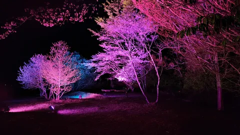 光に染まる夜の桜並木