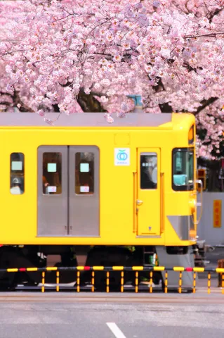 桜舞う、黄色い電車の春