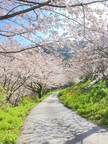 桜並木の小径日和