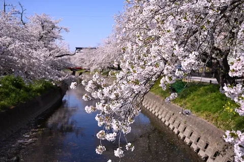 桜舞い散る、水面への誘い