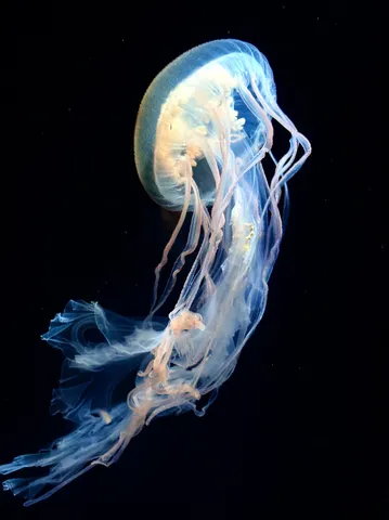 青い光を泳ぐ海の花