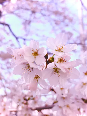 淡く儚い桜の囁き