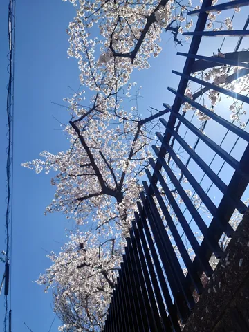 青空と満開の桜、フェンス越しの春