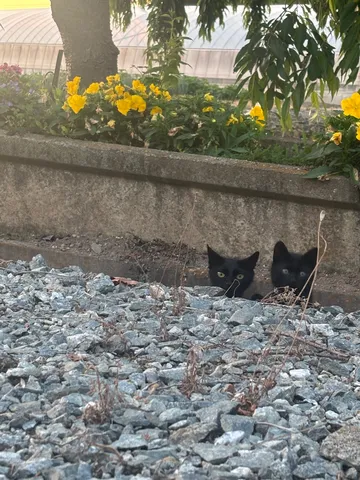 石畳から覗く黒猫の冒険
