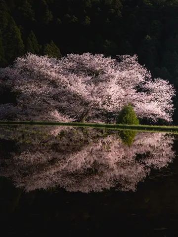 水面に咲く、桜の豪華二段咲き