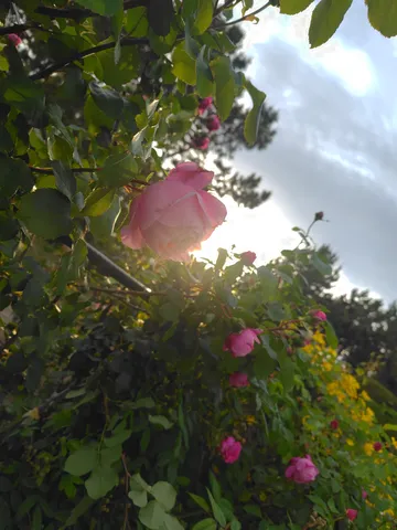 光に透けるピンクの薔薇