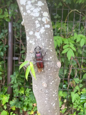 凛々しい姿、木陰の主
