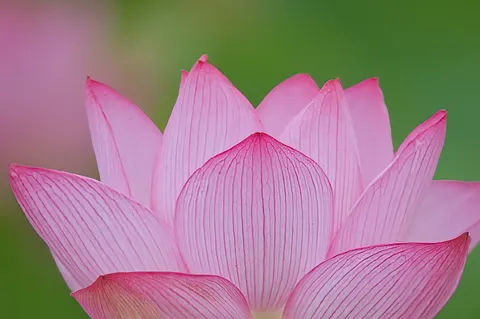 優しく重なる蓮の彩り
