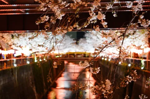 夜桜と川面の幻想的な光