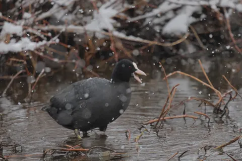 雪舞う水辺の黒い宝石