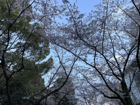 青空に広がる桜のカーテン