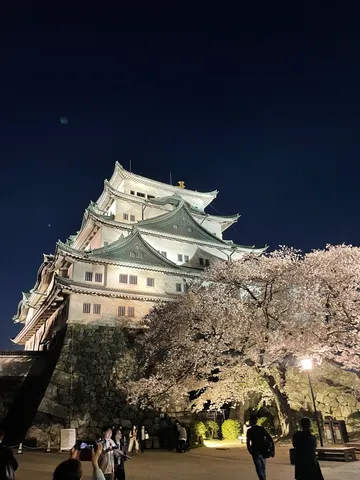 夜桜と古城の幻想的な共演