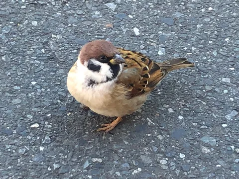 道端の小さな紳士、スズメ