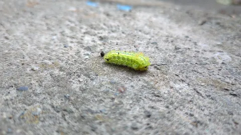 毛むくじゃらの緑の彼方